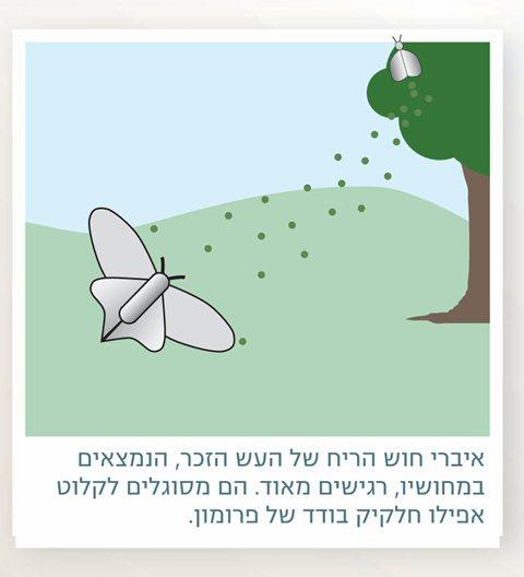 (בספר איור של עש הנמשך לחלקיקי הפרומונים של נקבת עש)